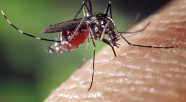 Image captured a mosquito injecting